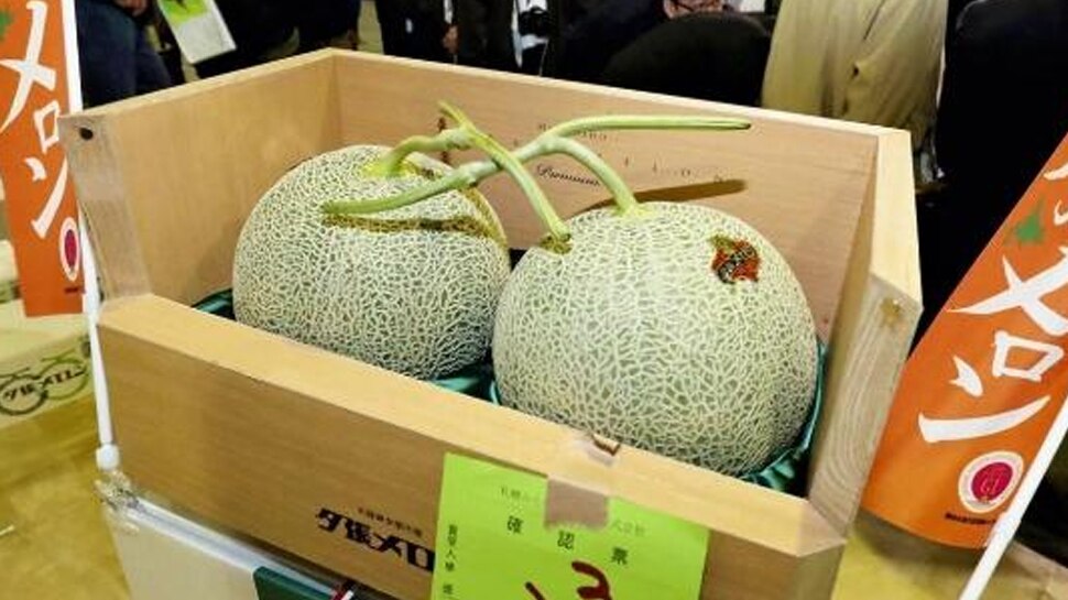 World's Most Expensive Fruits Yubari Melon growing in japan ସୁନାଠୁ