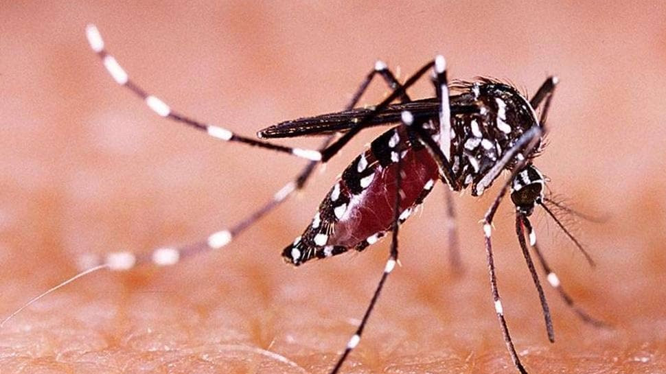 Diwali के मौके पर Kanpur में Zika Virus का कहर, 56 नए मामले आए सामने Diwali के मौके पर Kanpur में Zika Virus का कहर, 56 नए मामले आए सामने