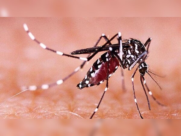 Diwali के मौके पर Kanpur में Zika Virus का कहर, 56 नए मामले आए सामने