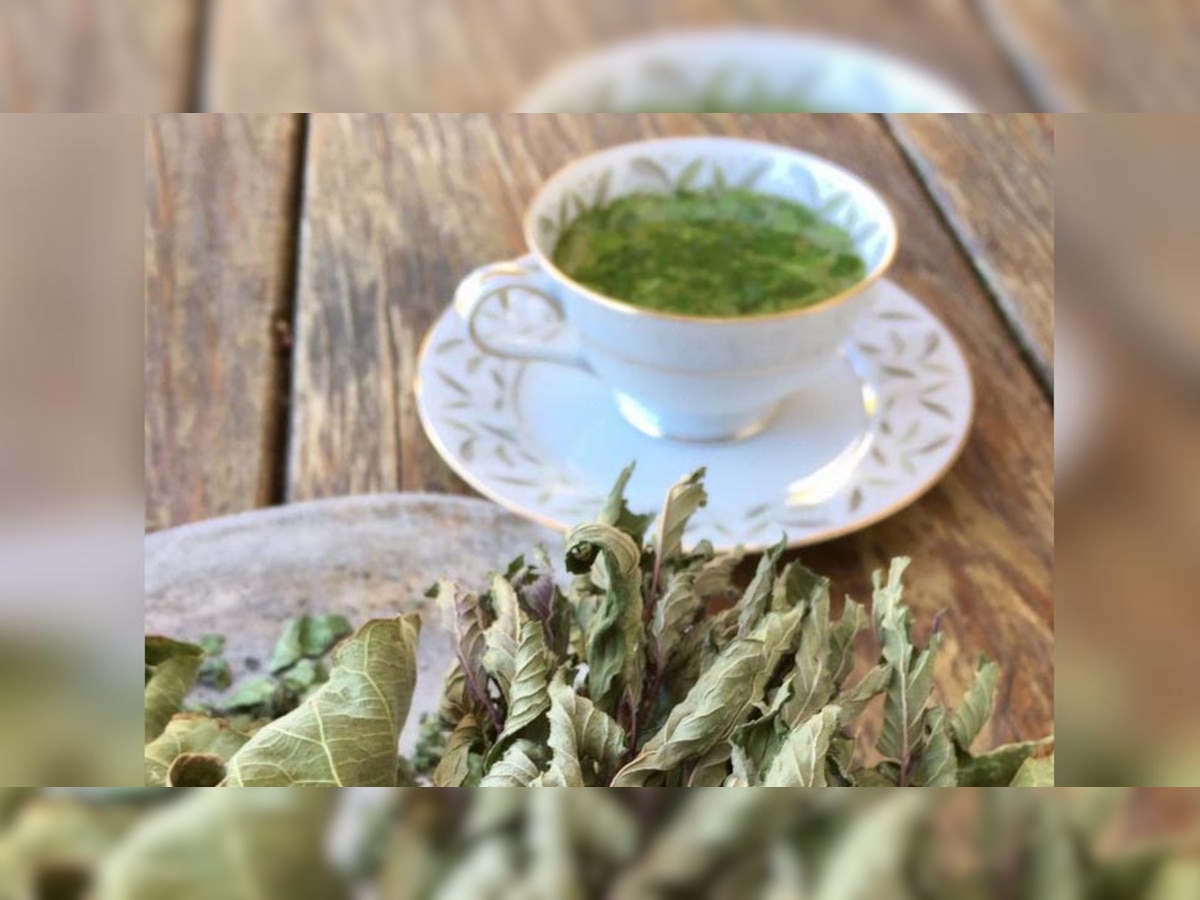 Fig Leaf Tea: अंजीर ही नहीं, इसके पत्तों में भी होते हैं गजब के गुण; अचूक दवा का काम करती है चाय