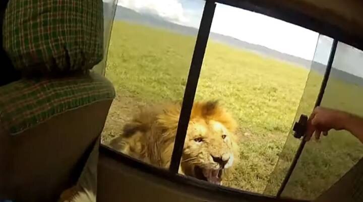 खिड़की खोलकर शेर को छेड़ रहा था टूरिस्ट, फिर जो हुआ देखकर डर जाएंगे आप