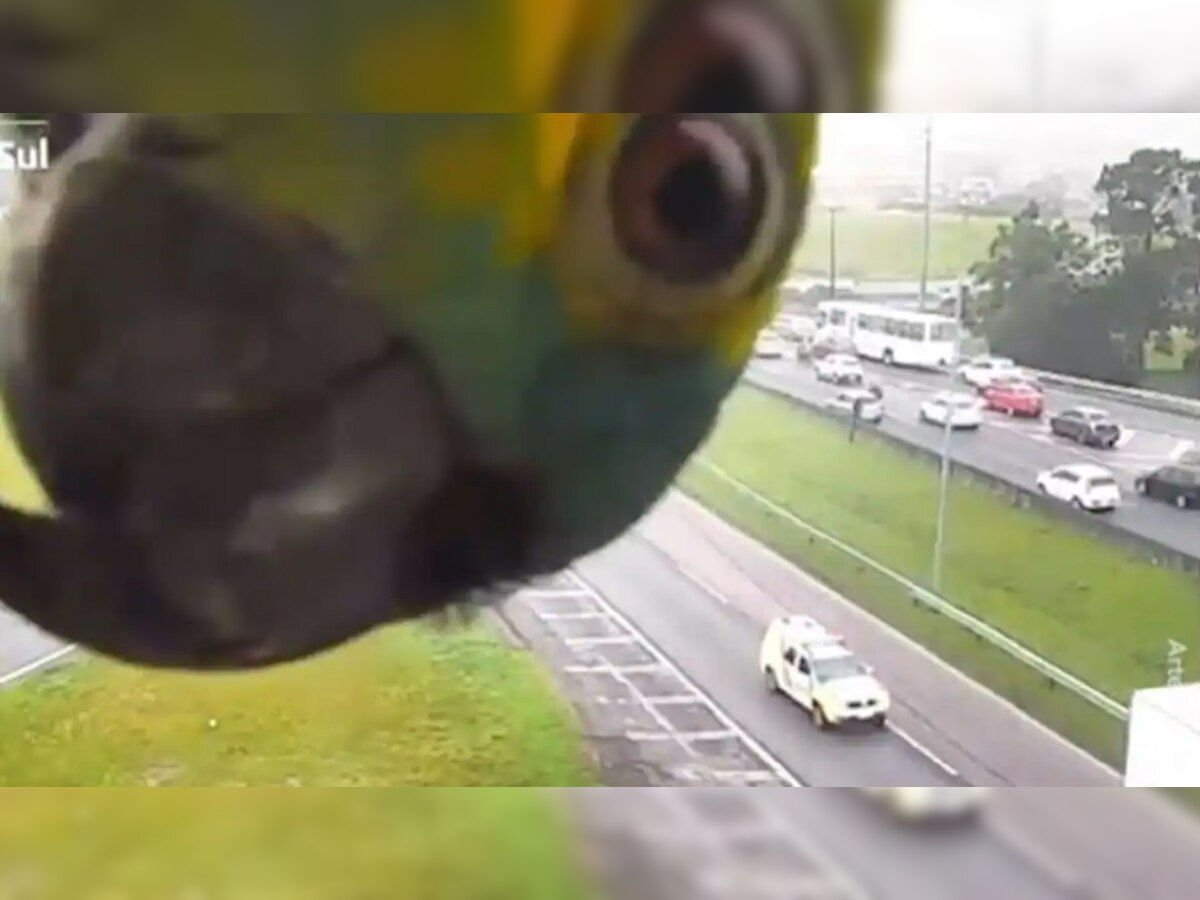 Viral Video Parrot Suddenly Came In Front Of The Traffic Camera