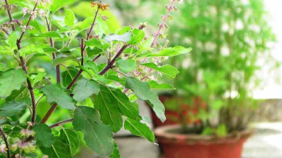 How To SaveTulsi Plant from Dying tips to make tulsi plant grow faster