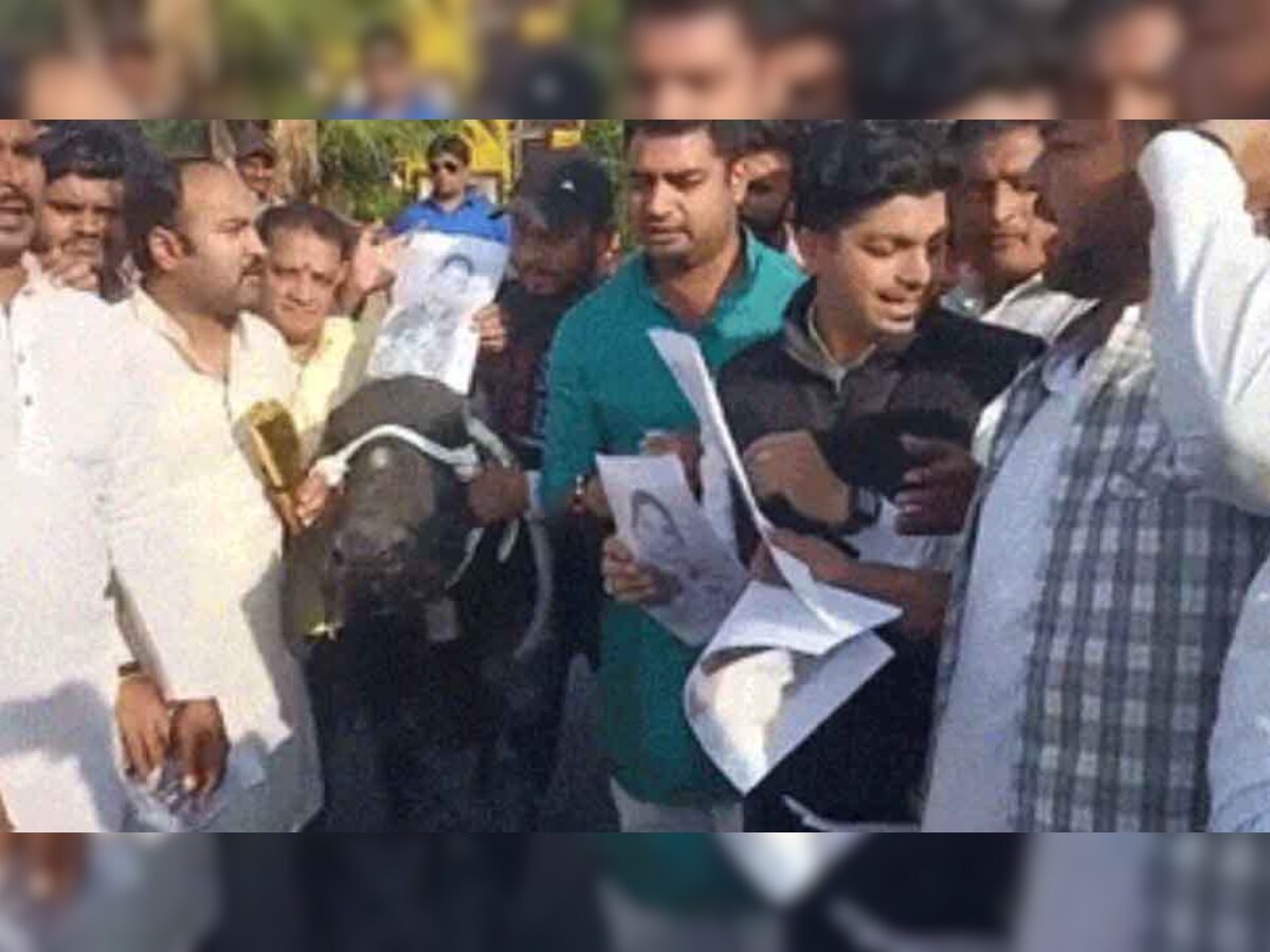 इंदौर में विरोध वाला दिन: इधर बीजेपी ने फूंका सलमान खुर्शीद का पुतला, उधर कांग्रेस ने कंगना रनौत को भैंस पर बिठा दिया...