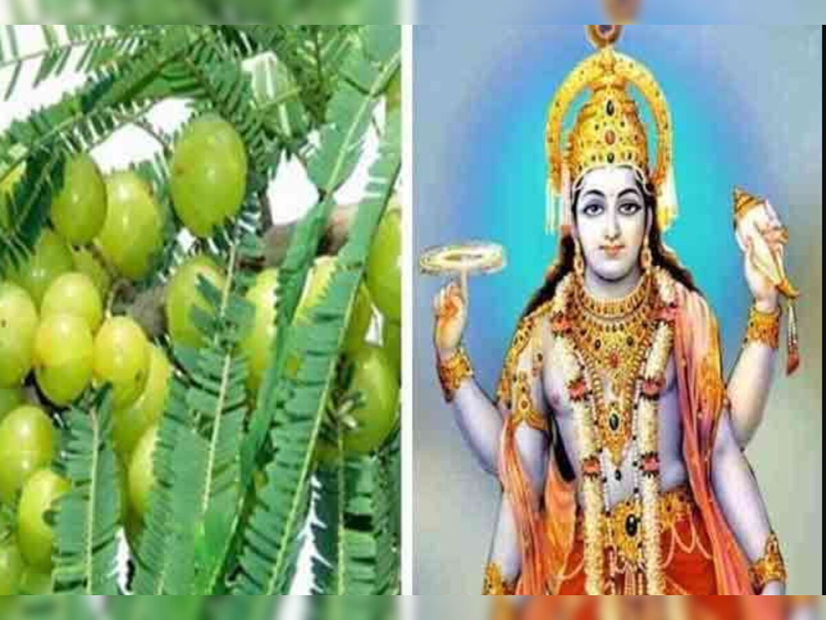 Akshaya Navami: ब्रह्मा जी के रोने से कैसे जन्मा आंवला का वृक्ष, जानिए प्राचीन कथा