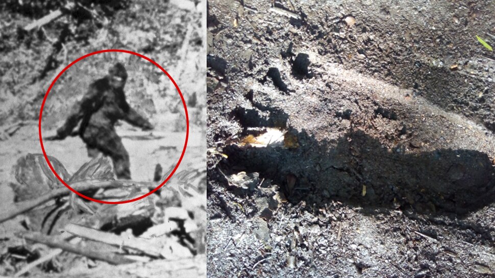 जंगल में रहता है 7 फीट लंबा आदिमानव! 16 इंच लंबे हैं इसके पैर; सबूत आया सामने