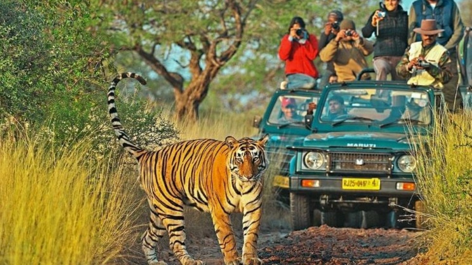 Ranthambore can go in the second week of December due to these 2 reasons |  रणथंभौर जाने की कर रहे प्‍लानिंग, इस बार इन 2 वजहों से दिसंबर के दूसरे वीक  में जाएं | Hindi News, ट्रैवल