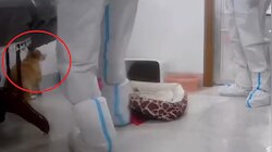 कुत्‍ते मारकर 'कंट्रोल' कर रहा कोरोना? चीन की इस शर्मनाक हरकत पर उठे सवाल