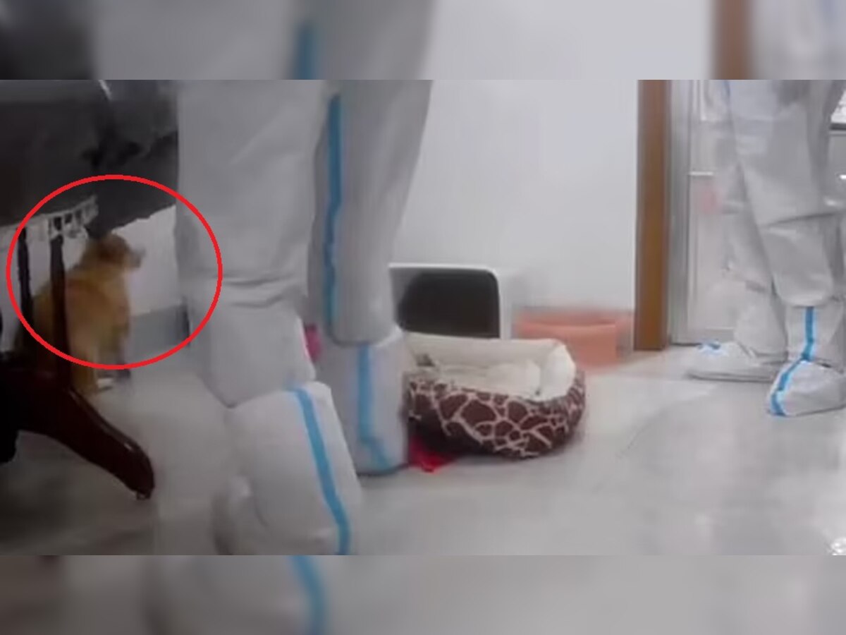 कुत्‍ते मारकर 'कंट्रोल' कर रहा कोरोना? चीन की इस शर्मनाक हरकत पर उठे सवाल