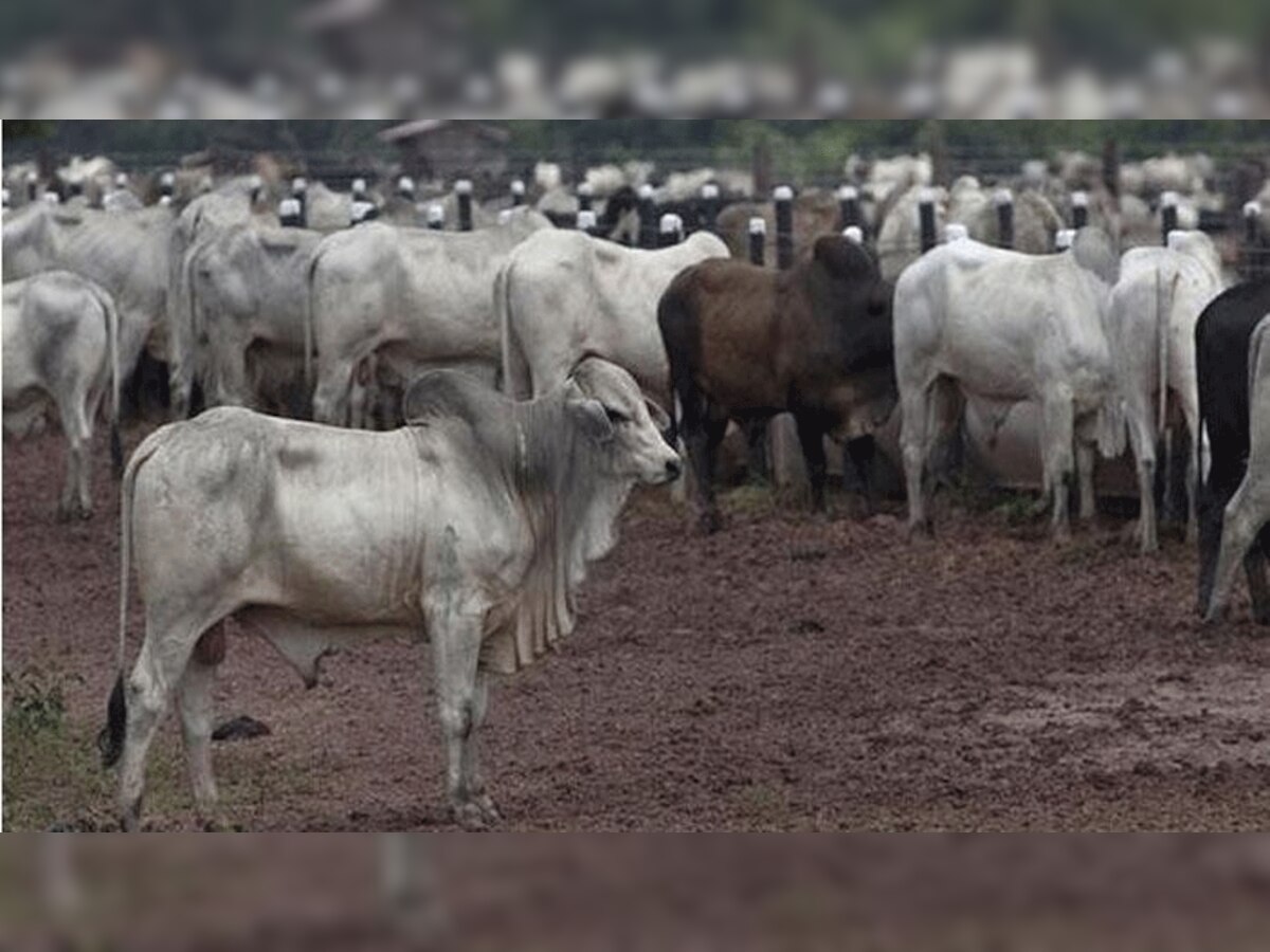 प्रतीकात्मक तस्वीर