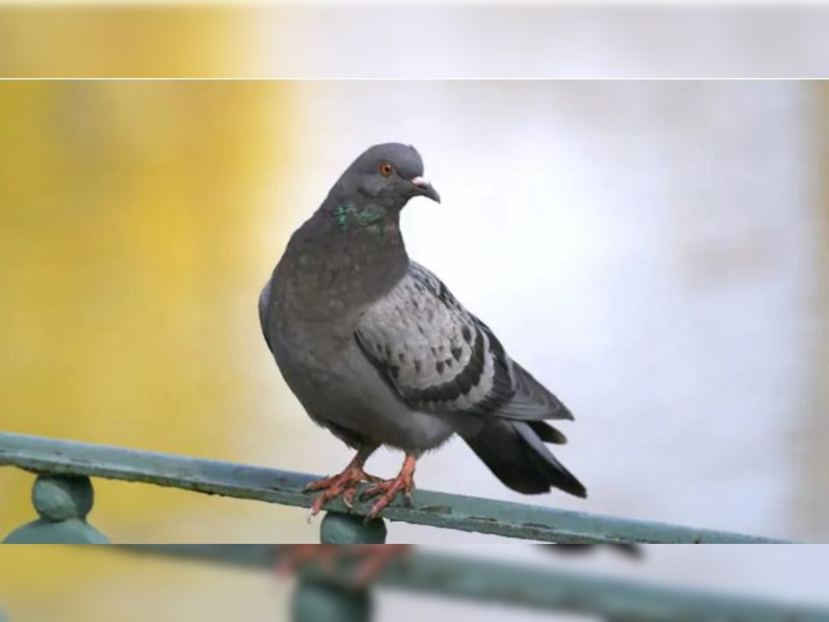 How homing pigeons find their way home कबूतर कैसे अपने घर का रास्ता