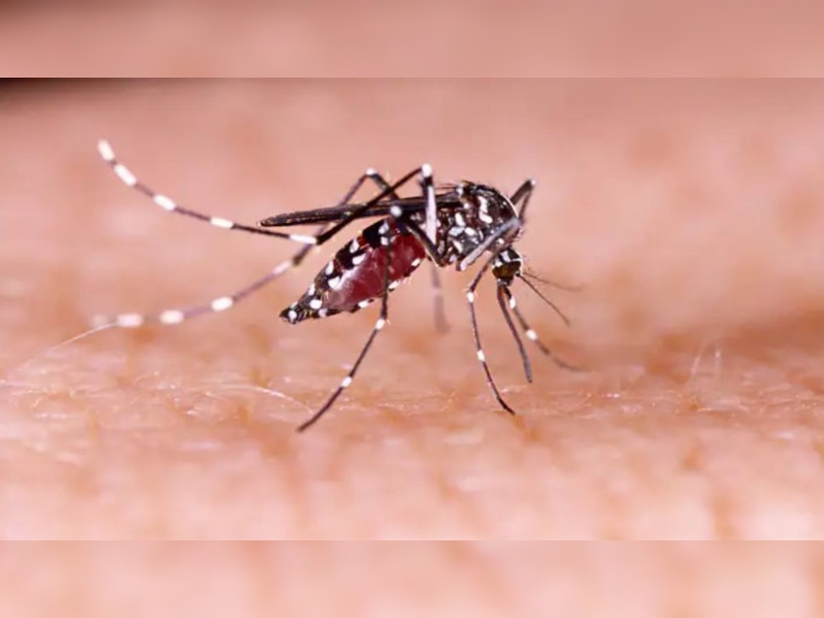 डेंगू से रहें सावधान हो सकता है जानलेवा (फाइल फोटो)