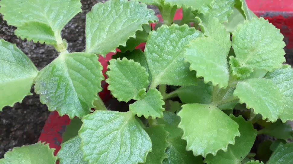 benefits of ajwain leaves in winters digestion immunity oral health