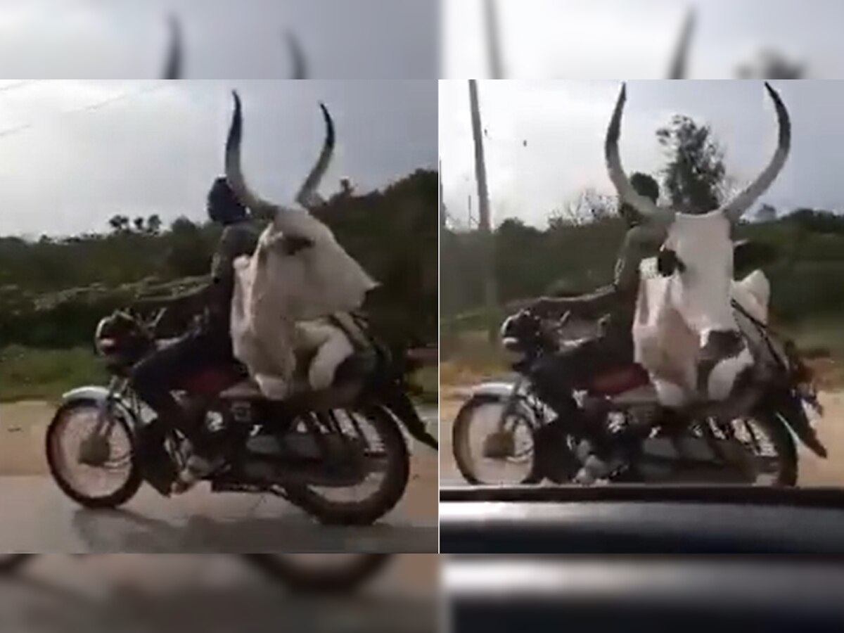 Desi Jugaad: शख्स ने गाय को बाइक पर बैठाकर यूं कराई सैर, जुगाड़ देख उड़ जाएंगे आपके होश