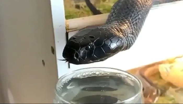 शख्स ने कोबरा सांप को ग्लास में पिलाया पानी, वीडियो देख डर जाएंगे आप