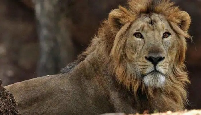 Video: शेर के बाड़े में घुसकर शख्स ने किया ड्रामा, फिर देखें क्या हुआ