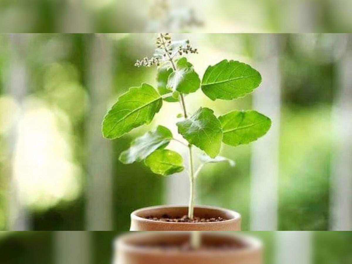 Start Basil Farming business in only 15 thousand rupees will be the