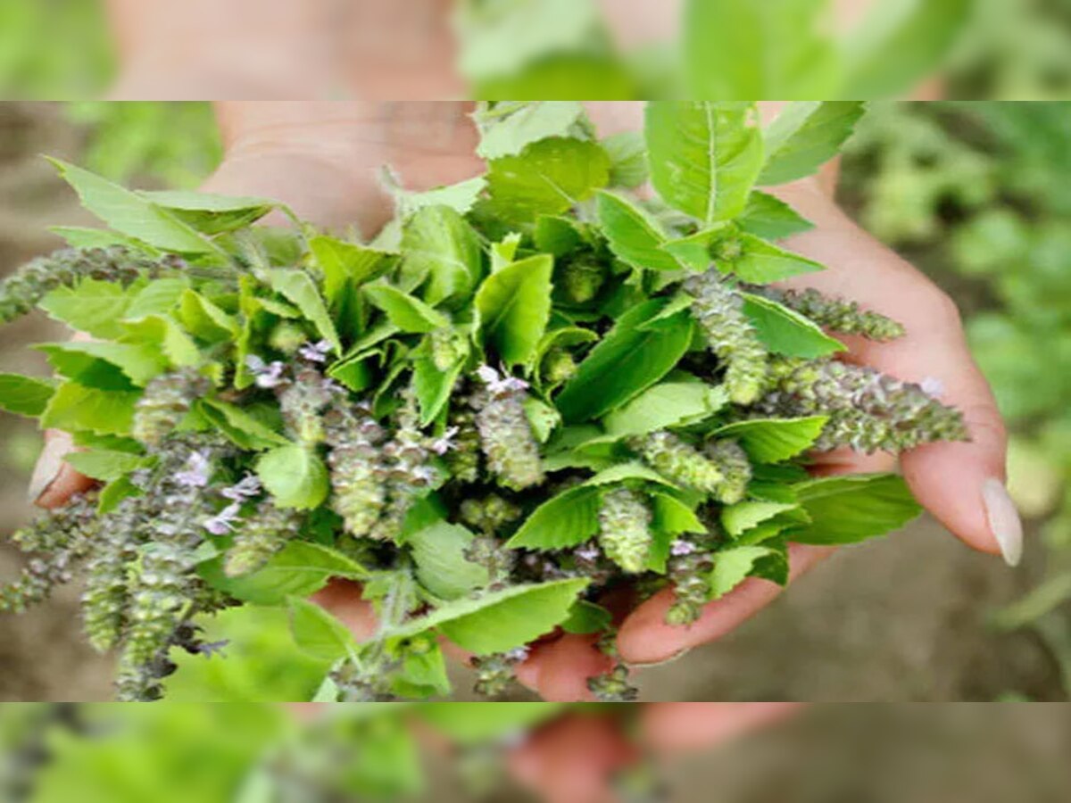 Start Basil Farming business in only 15 thousand rupees will be the