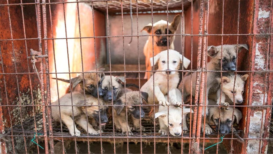 दक्षिण कोरिया लाया कुत्ते के मांस पर प्रतिबंध का प्रस्ताव; समर्थन और विरोध में बंटे लोग 