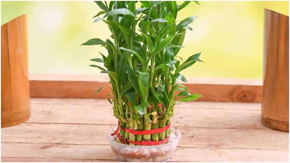 बांस का पौधा (Bamboo Plant)