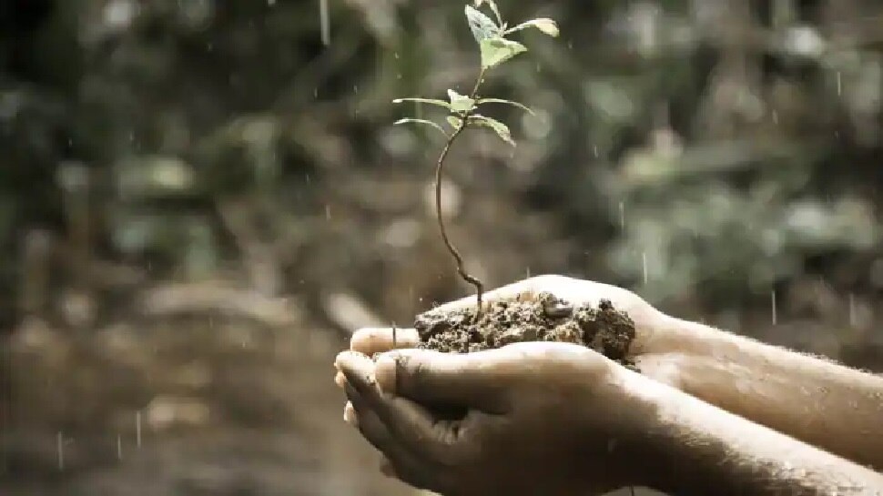 हल्दी का पौधा (Turmeric Plant)