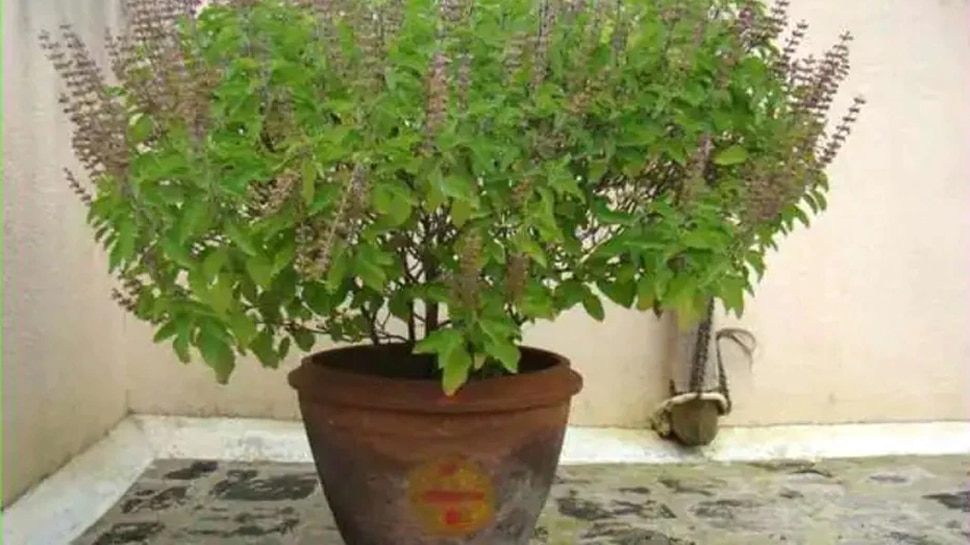 तुलसी का पौधा (Tulsi Plant)