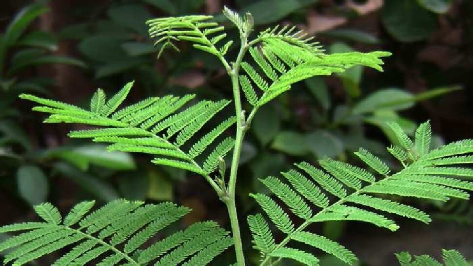 शमी का पौधा (Shami Plant)