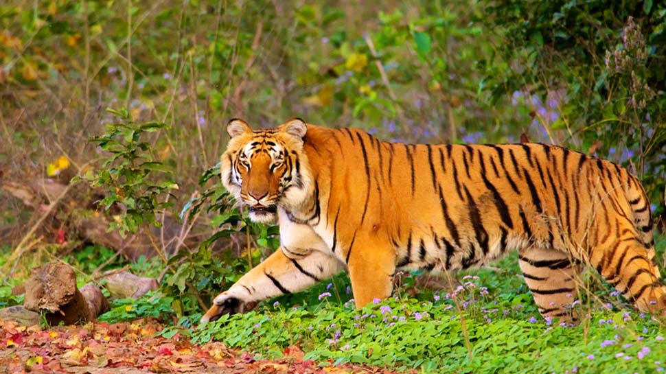 जिम कॉर्बेट नेशनल पार्क, उत्तराखंड