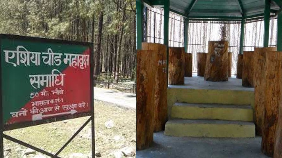 उत्तराखंड के इस शहर में है एक पेड़ की समाधि, दूर-दूर से देखने पहुंचते हैं लोग, जानें खासियत