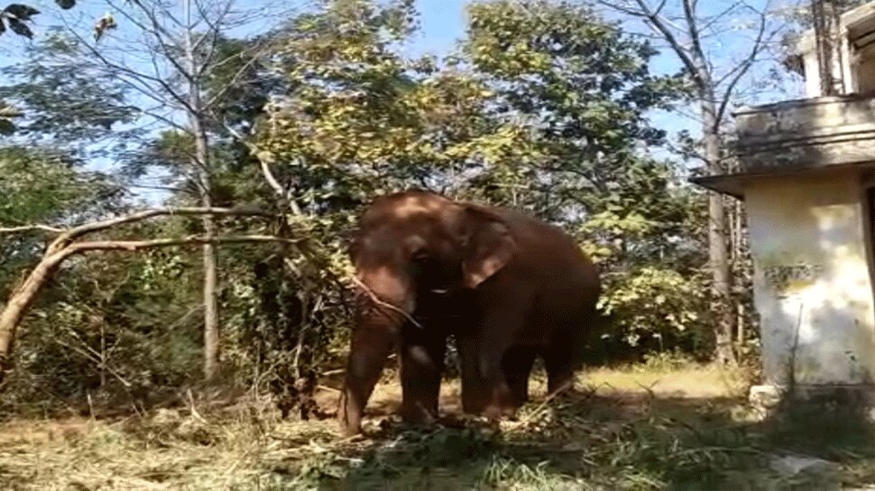 Dungarpur: एक हाथी के दो महावत गिरफ्तार, बिना इजाजत कर रहे थे भ्रमण