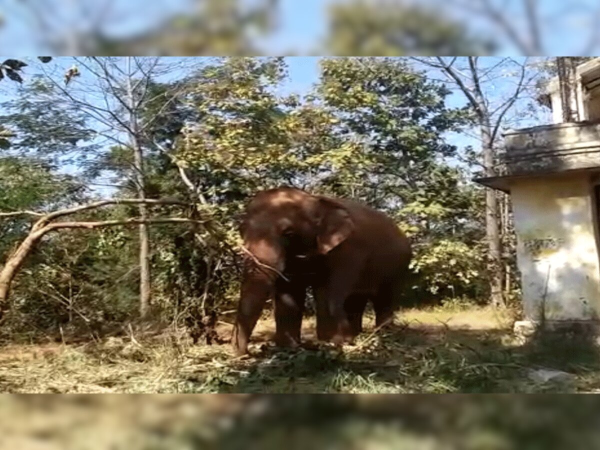  एक हाथी के दो महावत गिरफ्तार