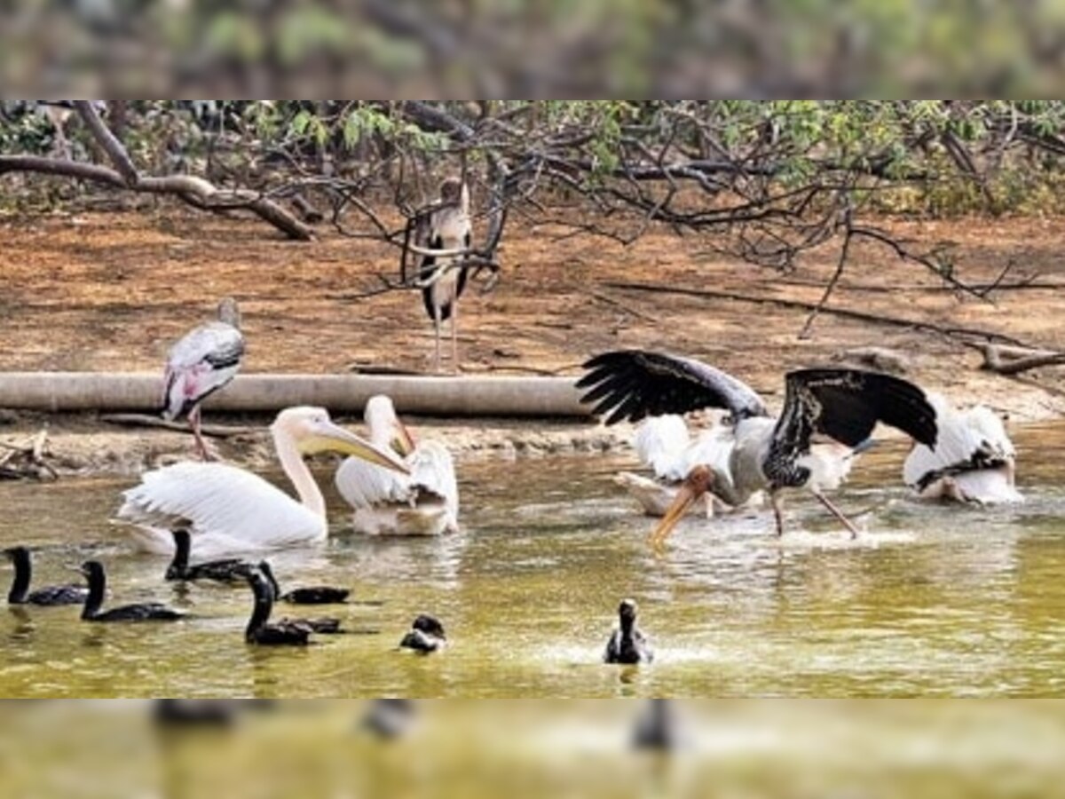 Lucknow Zoo 100th Anniversary: लखनऊ चिड़ियाघर ने पूरे किए 100 साल, CM योगी जारी करेंगे डाक टिकट