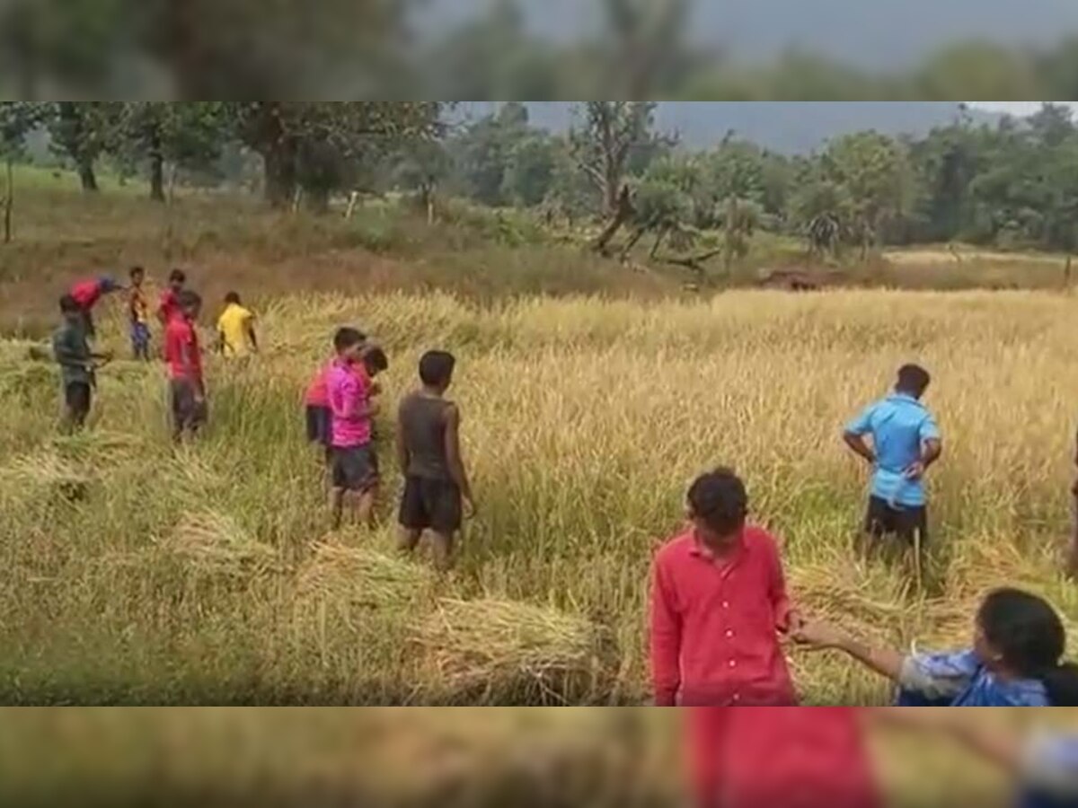 आदिवासी छात्रों से अपने खेतों में मजदूरी करवा रहे हॉस्टल अधीक्षक! कांग्रेस ने खोजा बीजेपी कनेक्शन 
