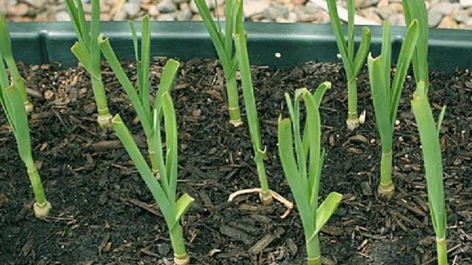 Garlic: घर में जरूर लगाएं लहसुन का पौधा, मिलेंगे ये 5 गजब के फायदे