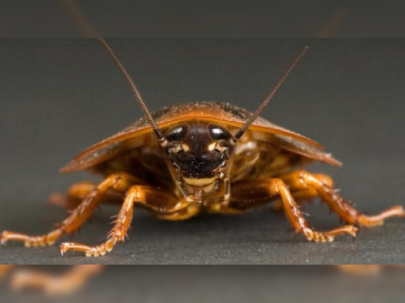Cockroach remains alive even after beheading, death occurs after a week ...