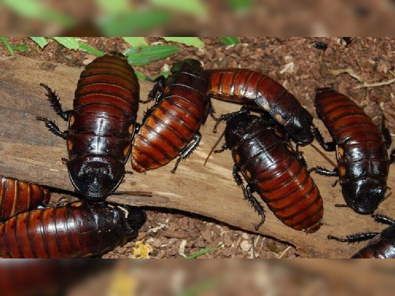 Cockroach remains alive even after beheading, death occurs after a week ...