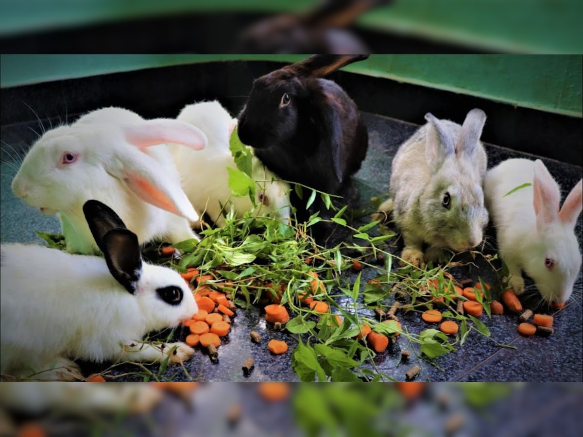 rabbit farming business plan in india