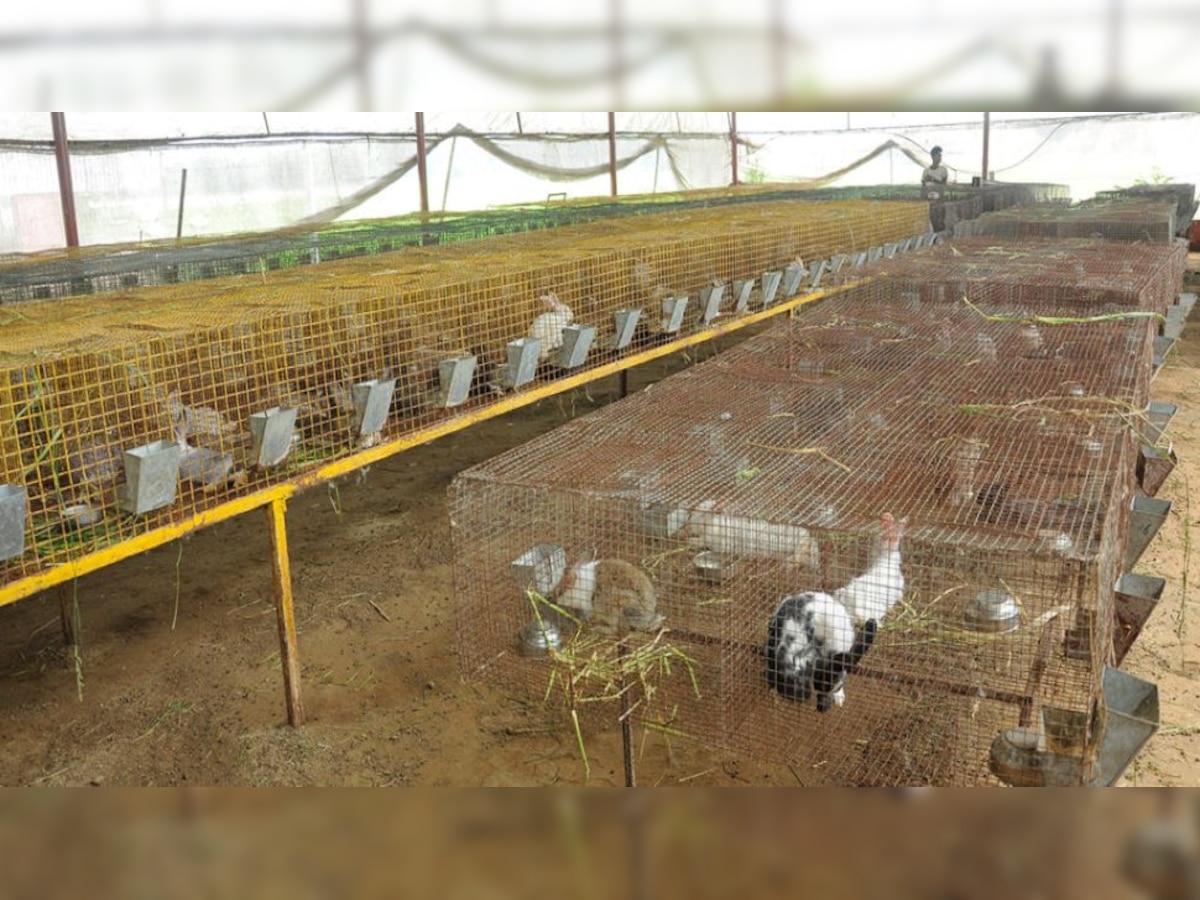 rabbit farming business plan in india