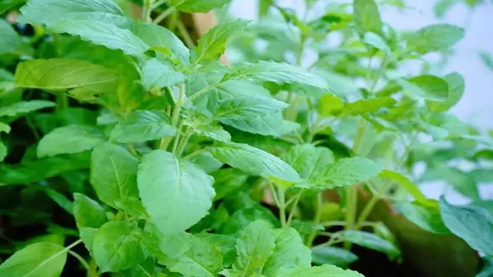 तुलसी की पत्तियां