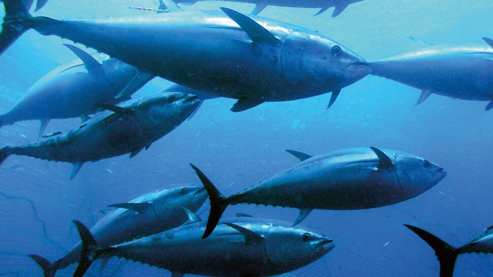Worlds Most Expensive Fish Bluefin Tuna is worlds most expensive fish
