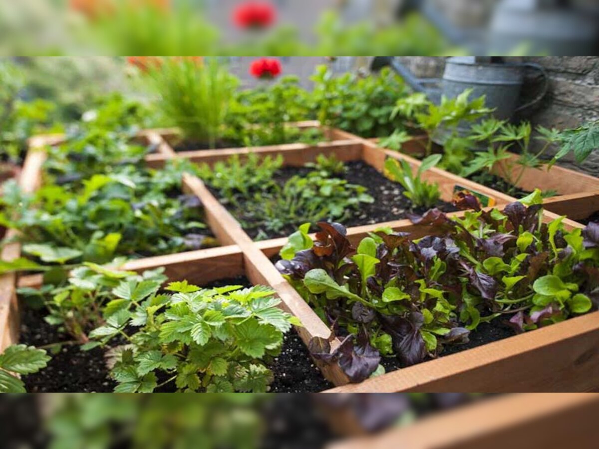 kitchen Gardening: किचन के कचरे से उगा सकते हैं ये 5 पौधे, लगाने का तरीका भी है बिल्कुल आसान 