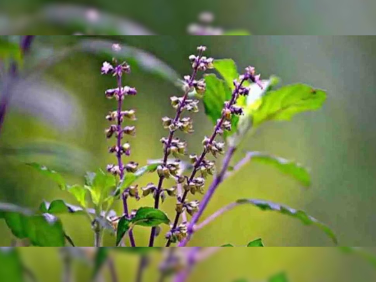 Basil Seeds: तुलसी के पत्तों से भी ज्यादा असरदार हैं इसके बीज, रोज सेवन से मिलेंगे ये 5 बड़े फायदे