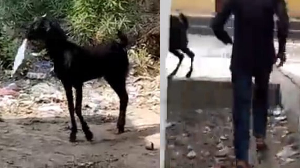 गजब: धूप सेंकते रहे कर्मचारी और फाइल लेकर भाग गई बकरी, फिर हुई मजेदार बात