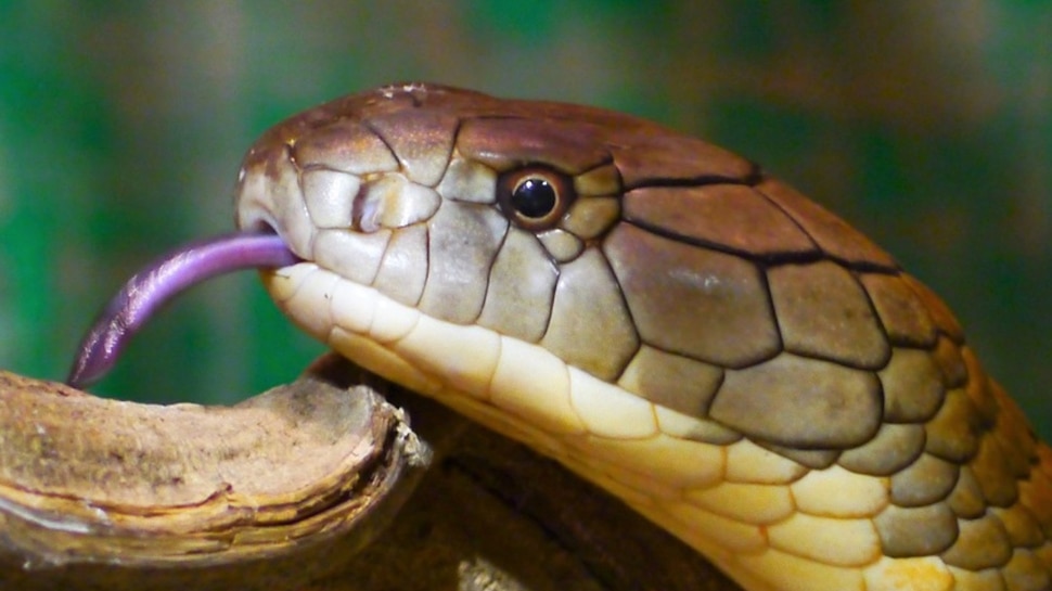किंग कोबरा सांप है सबसे जहरीला