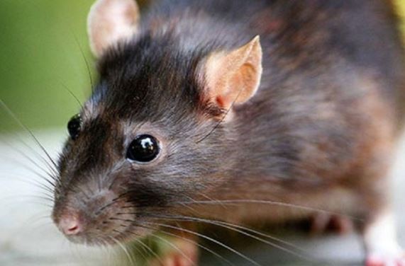 चमगादड़ से नहीं, Omicron चूहों से जन्मा है, इसीलिए वायरस बना खतरनाक