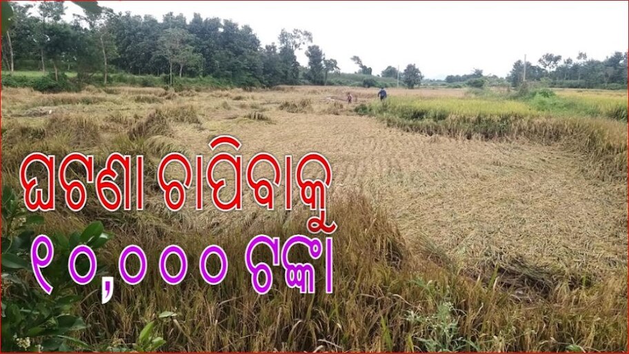 ବିଲରେ ବୁଡ଼ିଲା ସୁନା! ହତାସ ଚଷାପୁଅର ଆତ୍ମହତ୍ୟା, ପ୍ରଶାସନ କରିବ ତନାଘନା 