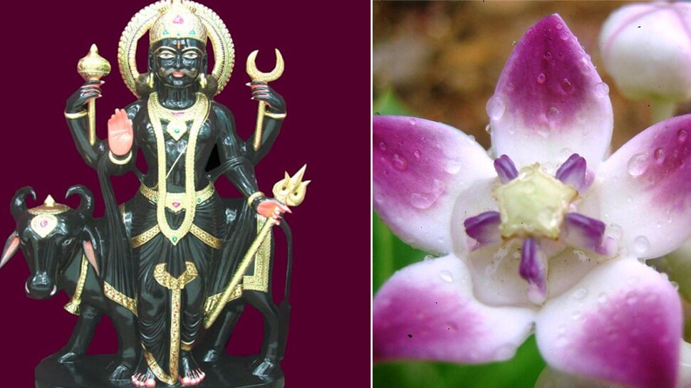 शनिदेव को पसंद है ये 1 फूल, चढ़ाने से मिलता है साढ़ेसाती और ढैय्या से छुटकारा