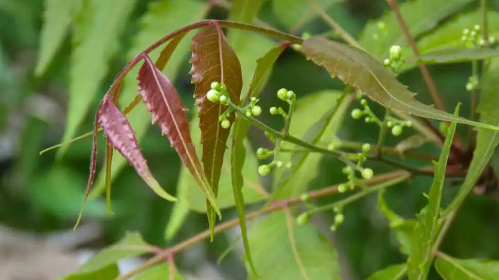 benefits-of-neem-leaves-neem-water-for-skin-problems