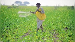 रबी सीजन में बिहार में खाद की कमी, सरकार ने दिया जल्द ही किल्लत दूर करने का भरोसा