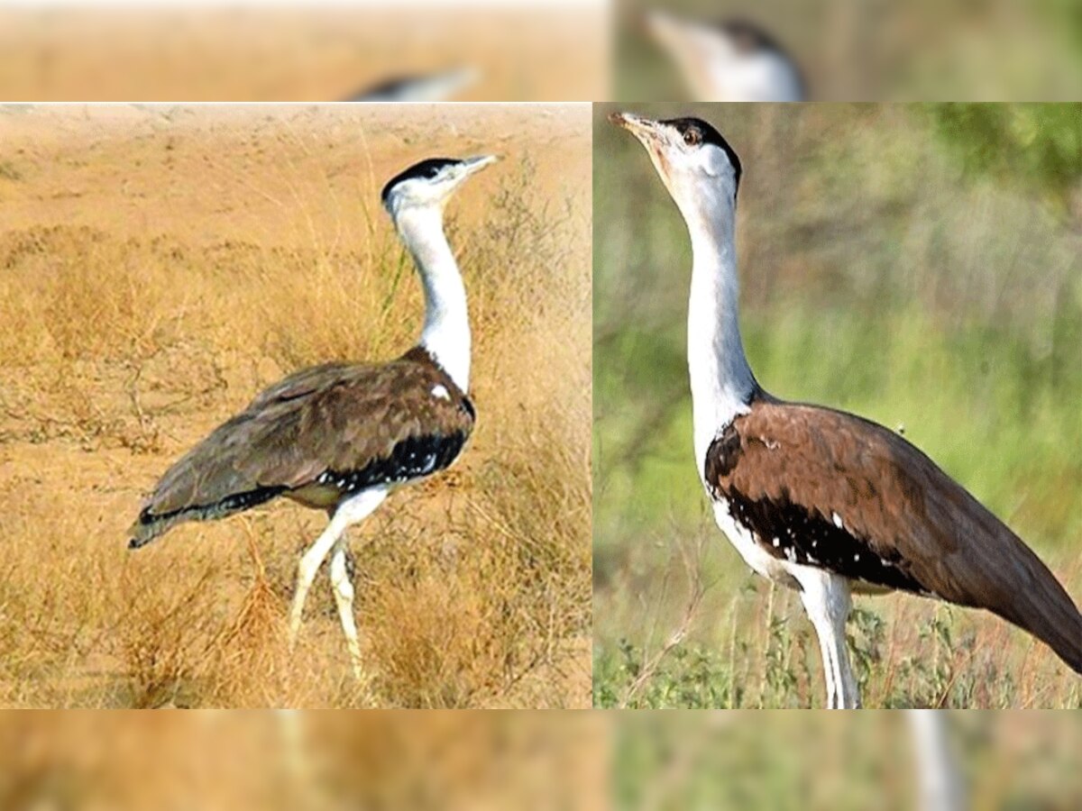 राज्य पक्षी गोडावण